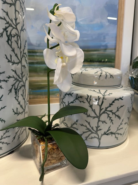 White Orchid in Glass