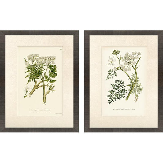 Queen's Lace I