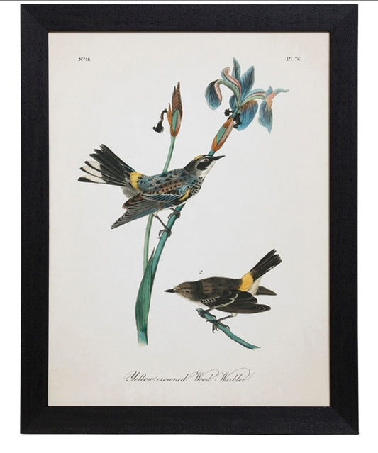 Vintage Bird Print I