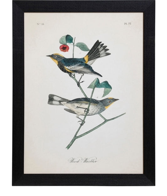 Vintage Bird Print II