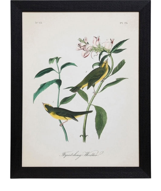 Vintage Bird Print III