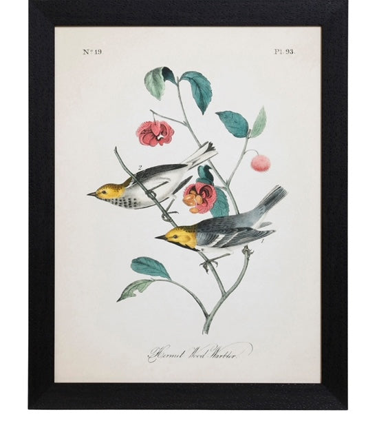 Vintage Bird Print IV