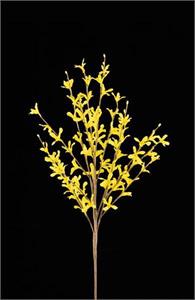 Forsythia Spray